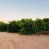 32614 N 227th Ave, Wittmann, AZ bushes